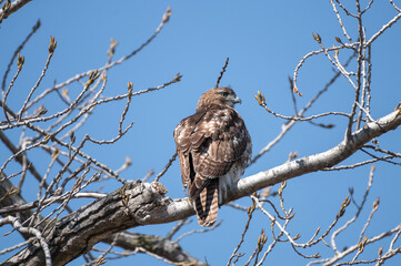 Closeup of a red tailed hawk perched in a tree.