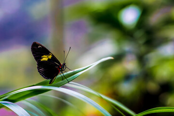 Butterfly and colors