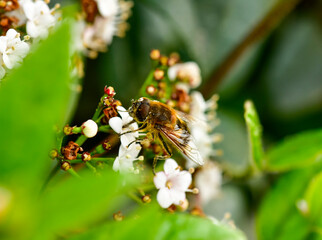 wild honey bee, Bee collecting pollen on white flowers in spring