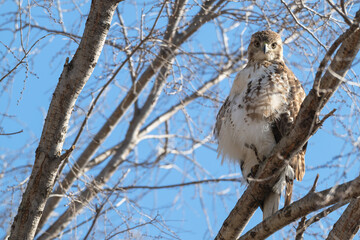 Closeup of a red tailed hawk perched in a tree.