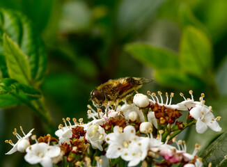 wild honey bee, Bee collecting pollen on white flowers in spring