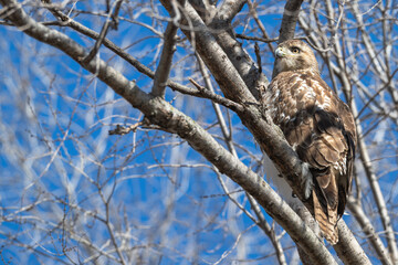 Closeup of a red tailed hawk perched in a tree.