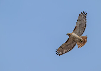 Obraz premium Red tailed hawk in flight, wings extended.