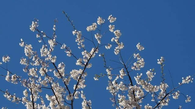branches of yoshino cherry blossoms in springtime