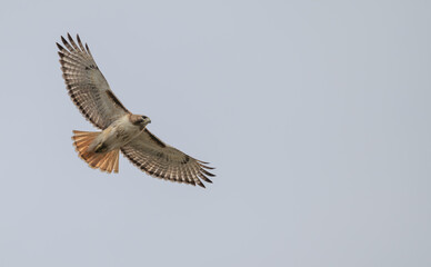 Red tailed hawk in flight, wings extended. © Lecia Michelle