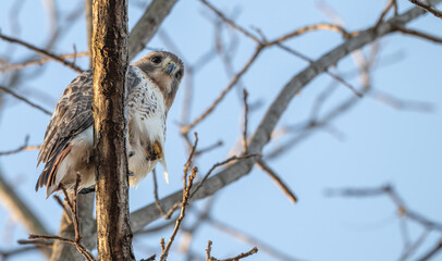 Closeup of a red tailed hawk perched in a tree.