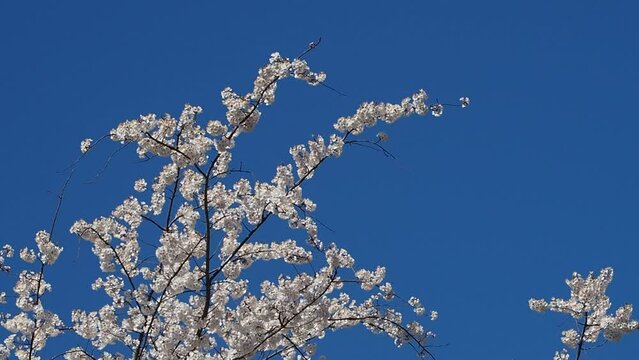 branches of yoshino cherry blossoms in springtime