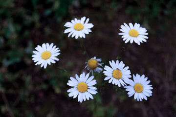 Fototapeta premium daisies in a field