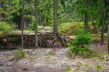 Fototapeta premium trunks in the forest