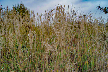 reed in the wind