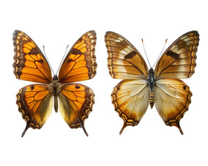Butterfly collection isolated on transparent background. Set of colorful butterflies.