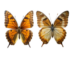 Obraz premium Butterfly collection isolated on transparent background. Set of colorful butterflies.
