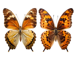 Butterfly collection isolated on transparent background. Set of colorful butterflies.