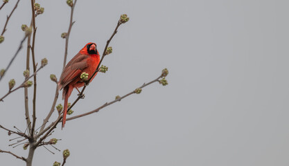 Male northern cardinal perched on  bare tree branch.