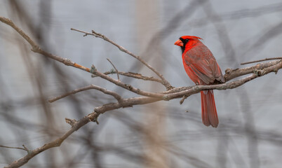 Male northern cardinal perched on  bare tree branch.