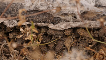 little frogs