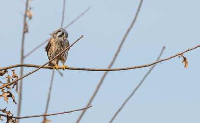 Closeup of an American kestrel perched on a bare tree branch.