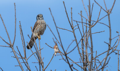 Closeup of an American kestrel perched on a bare tree branch.