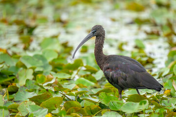 Glossy Ibis 