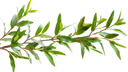 Branches and leaves of the tea tree Melaleuca Isolated White Background, Generative Ai 