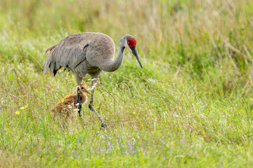 Sandhill crane parent and colt