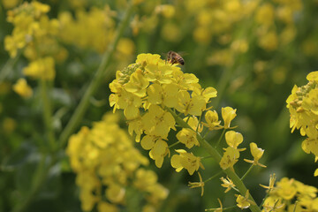 春の花・菜の花