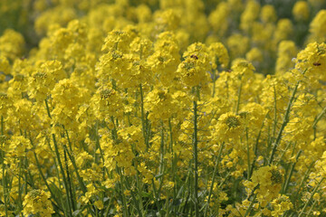 春の花・菜の花