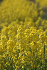 春の花・菜の花