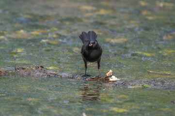 Common grackle standing in shallow water.