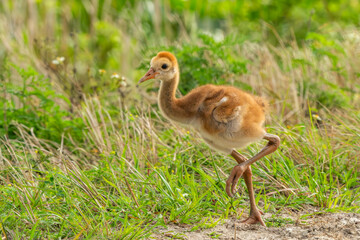 Sandhill crane 
