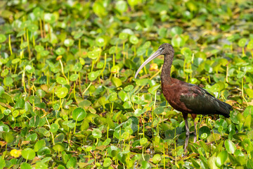 Glossy Ibis 