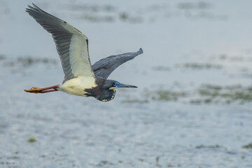 Tricolored Heron Flying