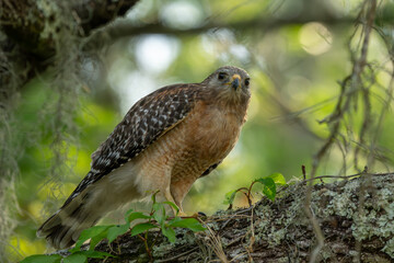 Red Shoulder Hawk Perched on a Tree Branch 