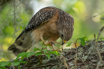 Red Shoulder Hawk Perched on a Tree Branch Eating a Snake