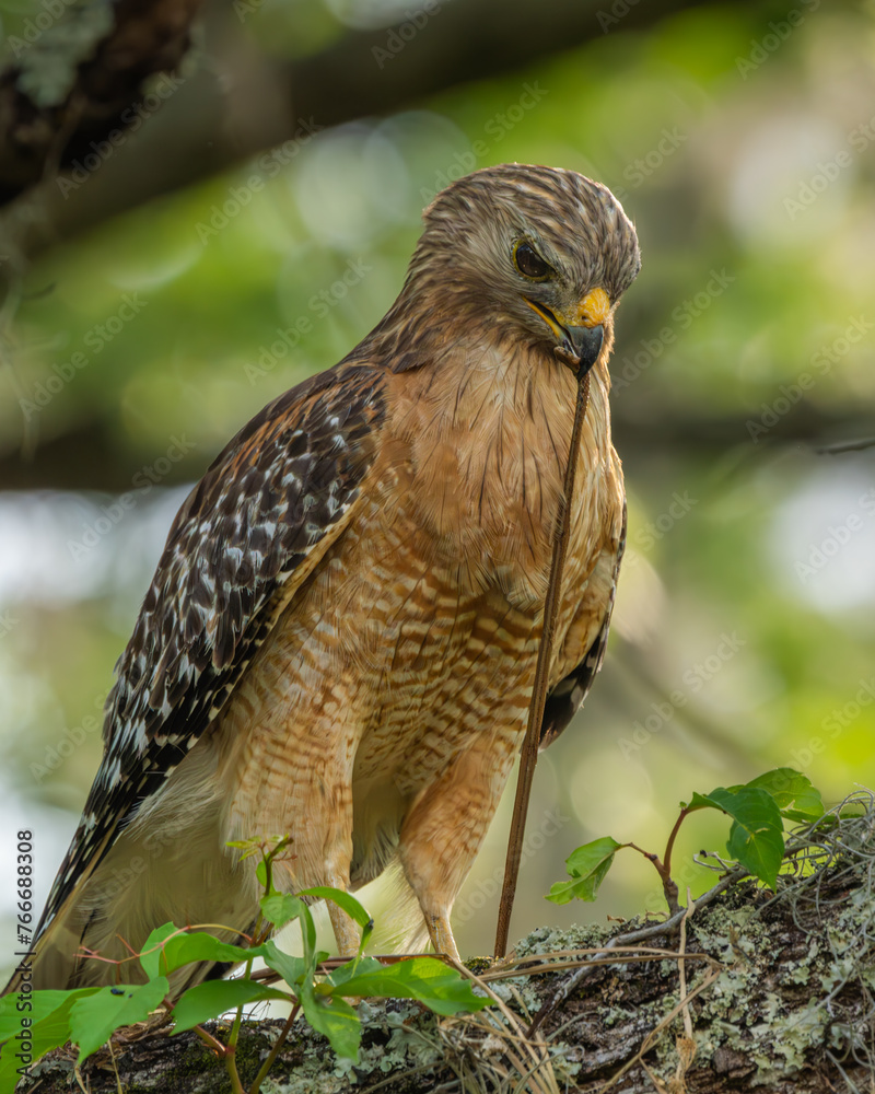 Canvas Prints red shoulder hawk perched on a tree branch eating a snake