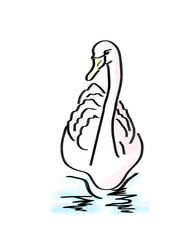 Swan Sketch Watercolour