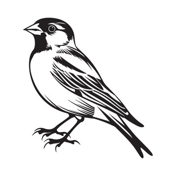 recommend clip art: Sparrow bird. Vector illustration of a sparrow bird