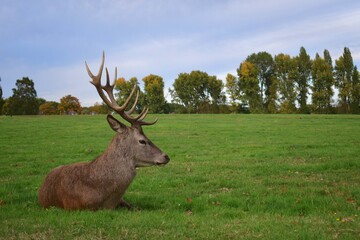 Large male red deer with big antlers resting in a green field. Wollaton Hall public deer park in Nottingham, England.