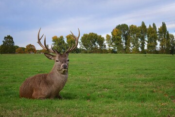Large male red deer with big antlers resting in a green field. Wollaton Hall public deer park in Nottingham, England.