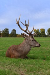 Large male red deer with big antlers resting in a green field. Wollaton Hall public deer park in Nottingham, England.