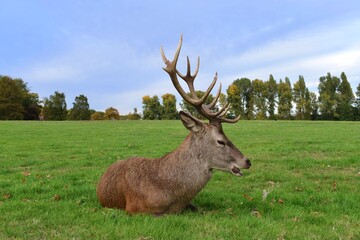 Large male red deer with big antlers resting in a green field. Wollaton Hall public deer park in Nottingham, England.