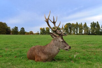 Large male red deer with big antlers resting in a green field. Wollaton Hall public deer park in Nottingham, England.