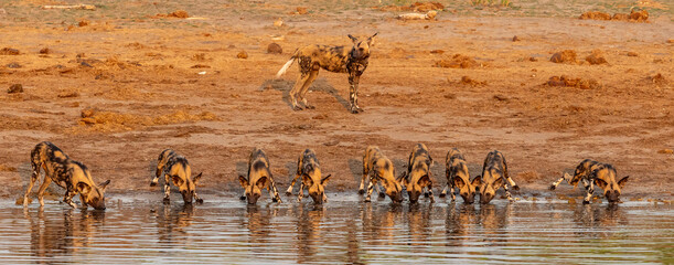 African Wild Dogs around a waterhole in Botswana, Africa