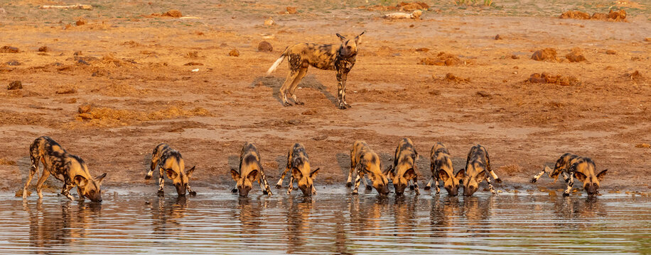 African Wild Dogs around a waterhole in Botswana, Africa