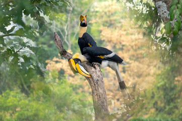 A pair of Great hornbills perched on a tree stump ,The background is a beautiful scenery