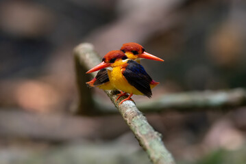 A pair of Oriental Dwarf Kingfisher perched on a branch. after shower - 766695934