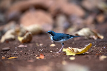 Male of the Siberian Blue Robin It has beautiful blue and white colors - 766695971