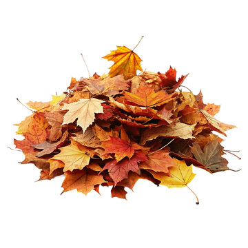 Pile of autumn leaves. Isolated on transparent background.