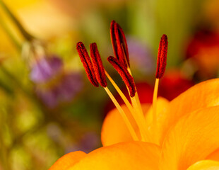 Pollen Macro Closeup, Red Pollen-Covered Stamens of Yellow Flower, Warm, Blurred Background