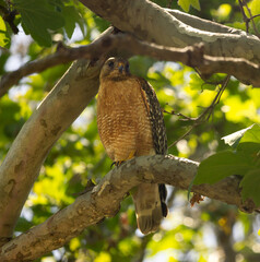 Wild Hawk in Cupertino, California Perched on Tree Branch, Closeup, Orange-Breasted Raptor